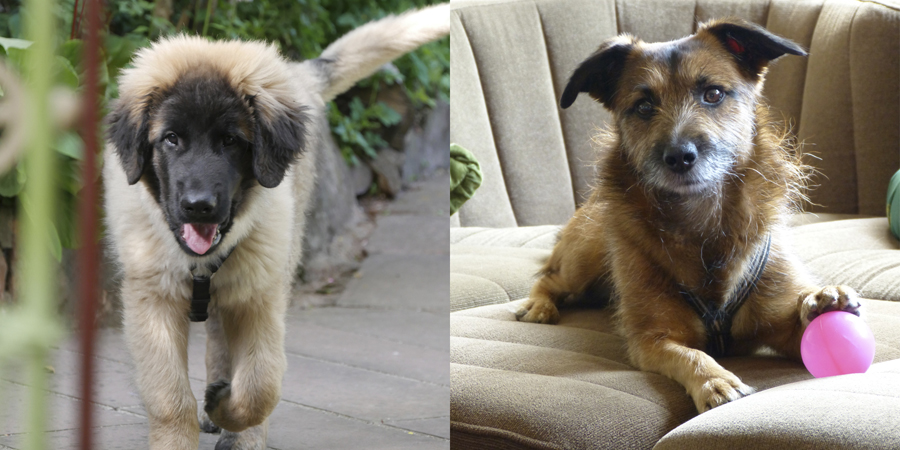 Unsere Schulhunde Bär und Pluto